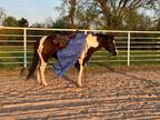 Gentle, Safe Gelding