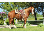 Flashy Gentle Pony
