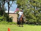 Gentle Trail Horse