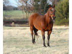 Equine Online Auction - Zip (Online Auction)