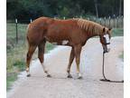 Equine Online Auction - Sissy (Online Auction)