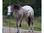 Equine Online Auction - Showtime (Online Auction)