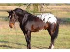 Equine Online Auction - Checkerz (Online Auction)