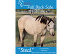 EQUINE ONLINE AUCTION- Steal (Online Bidding)