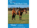 EQUINE ONLINE AUCTION- Riata (Online Bidding)