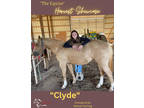 (ONLINE AUCTION) Equine Online Auction- Clyde