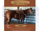 (Online Auction) Equine Online Auction -Ginger
