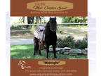 (Online Auction) Equine Online Auction -Midnight