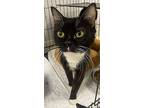 Pina Colada, Domestic Shorthair For Adoption In Satellite Beach, Florida
