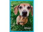 Oliver, Dachshund For Adoption In Green Cove Springs, Florida