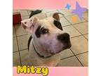 Mitzy, American Pit Bull Terrier For Adoption In Mesa, Arizona