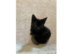 Elektra, Domestic Shorthair For Adoption In Shreveport, Louisiana