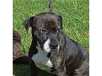 Star, American Staffordshire Terrier For Adoption In Byron, Georgia