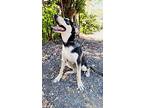 Lila, Labrador Retriever For Adoption In San Diego, California