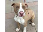 Brian*, American Pit Bull Terrier For Adoption In El Paso, Texas