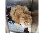 Peaches (spayed/declawed), Domestic Longhair For Adoption In Marietta, Ohio