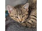 Jalapeno (spayed), Domestic Shorthair For Adoption In Marietta, Ohio