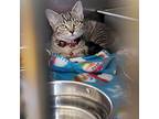 Tabasco, Domestic Shorthair For Adoption In Marietta, Ohio