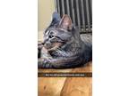Baby, Domestic Shorthair For Adoption In Breinigsville, Pennsylvania