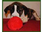Shirley, Terrier (unknown Type, Medium) For Adoption In Weatherford, Texas