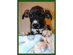 Venus, Terrier (unknown Type, Medium) For Adoption In Weatherford, Texas