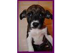 Laverne, Terrier (unknown Type, Medium) For Adoption In Weatherford, Texas