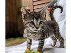 Mcflurry, Domestic Shorthair For Adoption In Statesville, North Carolina