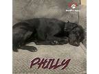 Philly (courtesy Post), Labrador Retriever For Adoption In Council Bluffs, Iowa