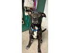 Popeye, Labrador Retriever For Adoption In Woodland, California