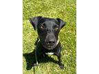 Flynn, Labrador Retriever For Adoption In Woodland, California