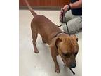 Copper, American Pit Bull Terrier For Adoption In St Augustine, Florida