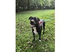 Hank, Labrador Retriever For Adoption In Baltimore, Maryland