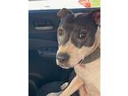 Molly, American Pit Bull Terrier For Adoption In Baltimore, Maryland