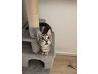 Flip, Domestic Shorthair For Adoption In Lewistown, Pennsylvania