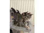 Loop, Domestic Shorthair For Adoption In Lewistown, Pennsylvania