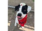 Winnie Hw+, Labrador Retriever For Adoption In Sedalia, Colorado