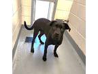 Elmer, Labrador Retriever For Adoption In Springdale, Arkansas