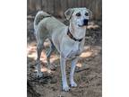 Kiara, Labrador Retriever For Adoption In Norman, Oklahoma