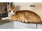 Elon (24-564) & Mustang Sally (24-565), American Shorthair For Adoption In Seven
