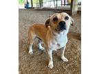 Pinto, Terrier (unknown Type, Small) For Adoption In Antelope, California