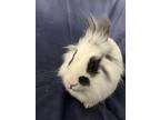 Anna, Lionhead For Adoption In West Palm Beach, Florida