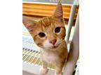 Chrys, Domestic Shorthair For Adoption In Canton, South Dakota