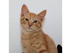 Coty, Domestic Shorthair For Adoption In Prole, Iowa