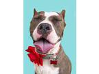 Angelina, American Staffordshire Terrier For Adoption In Torrance, California