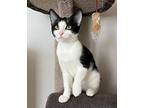 Klondike, Domestic Shorthair For Adoption In Knoxville, Tennessee