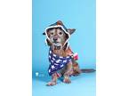 Sir Ruffles, Terrier (unknown Type, Medium) For Adoption In Mc Clellanville