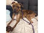 Tigger, American Pit Bull Terrier For Adoption In Newport, Kentucky