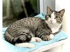 Giese, Domestic Shorthair For Adoption In Estherville, Iowa