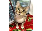 Sadie, Domestic Shorthair For Adoption In Estherville, Iowa