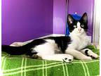 Lj, Domestic Shorthair For Adoption In Estherville, Iowa